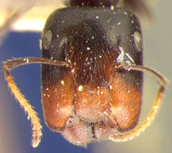 Media type: image; Entomology 9074   Aspect: head frontal view